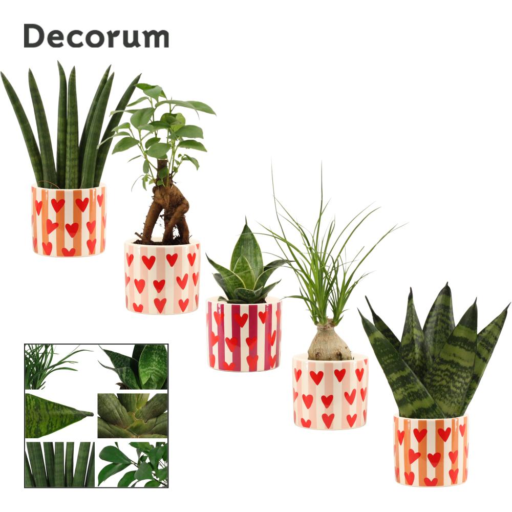 Plantes
