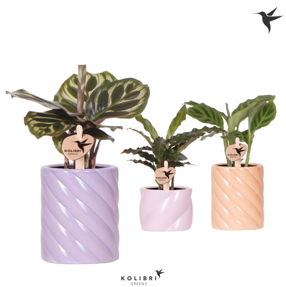 Calathea