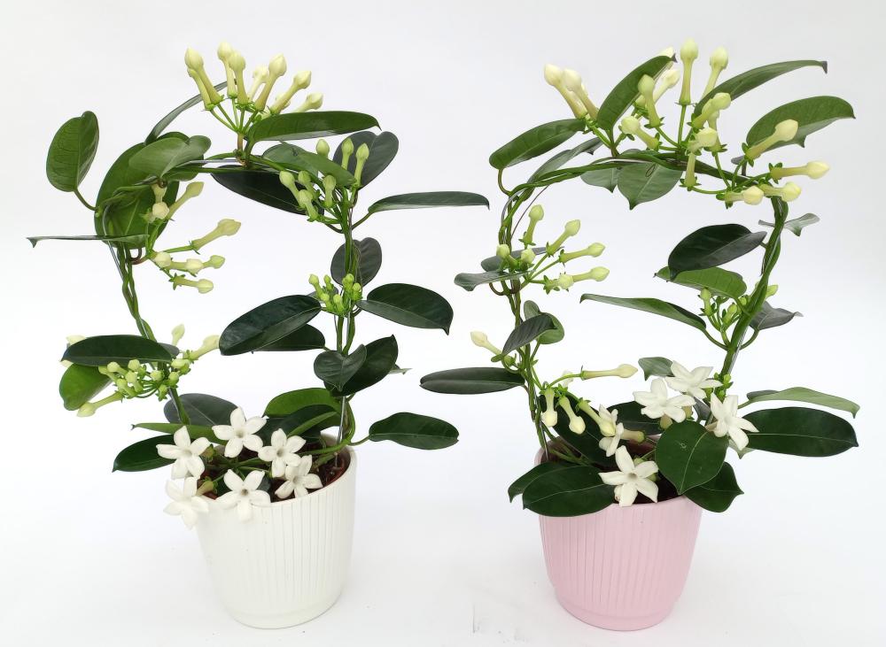 stephanotis