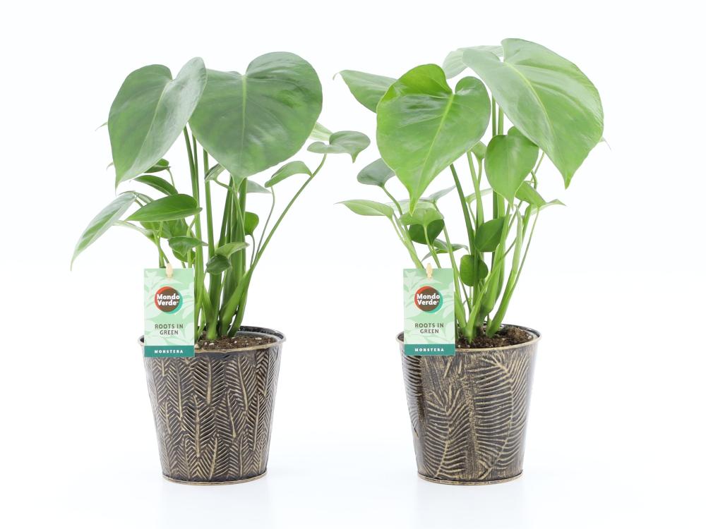 Monstera