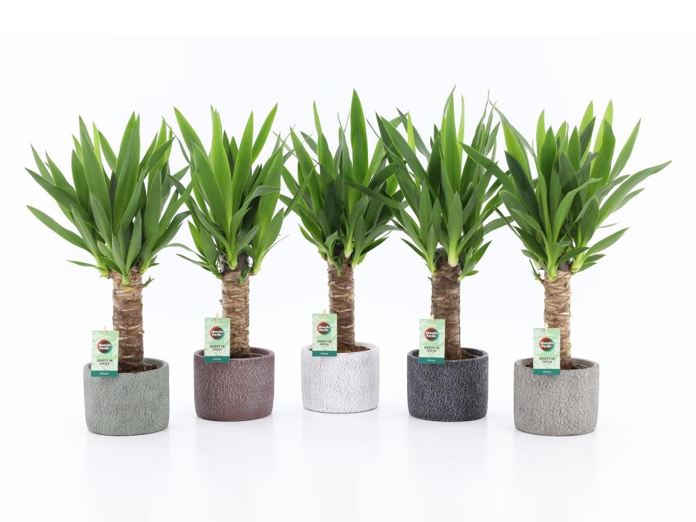 Yucca