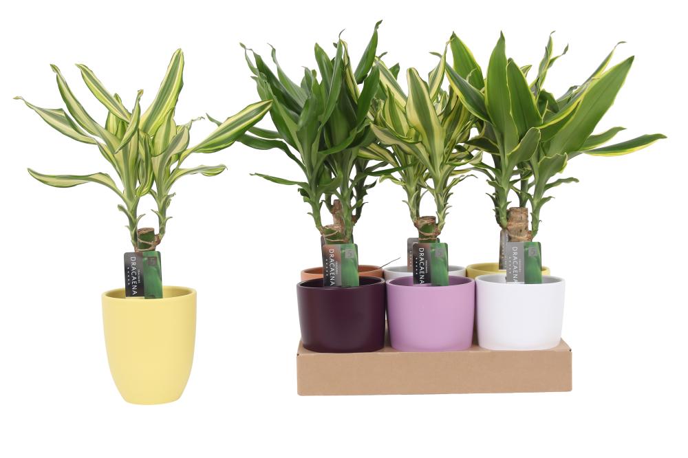 Dracaena