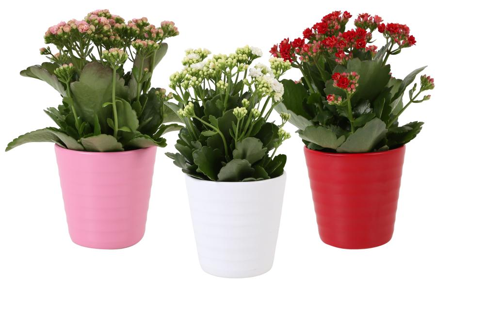 Kalanchoe