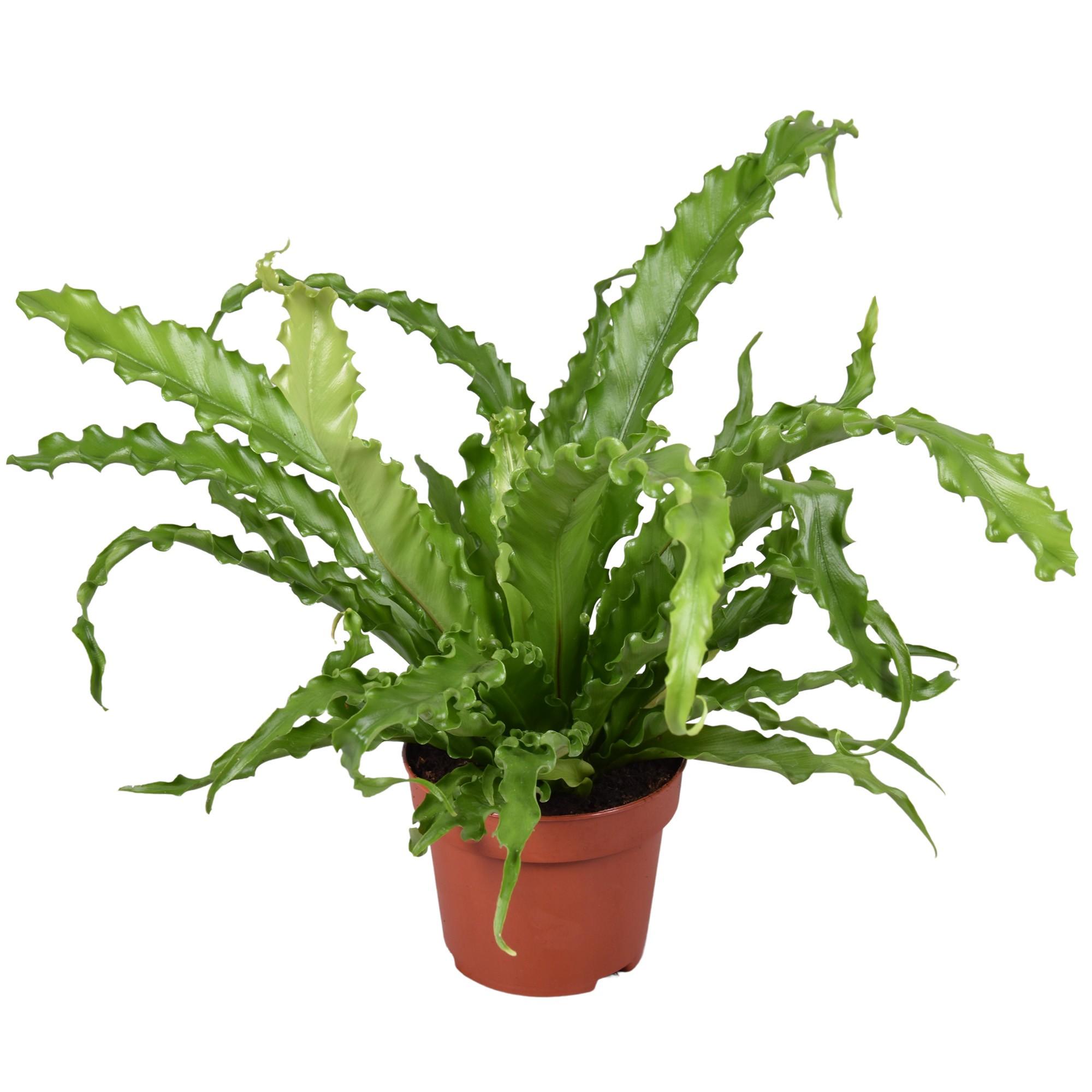 asplenium
