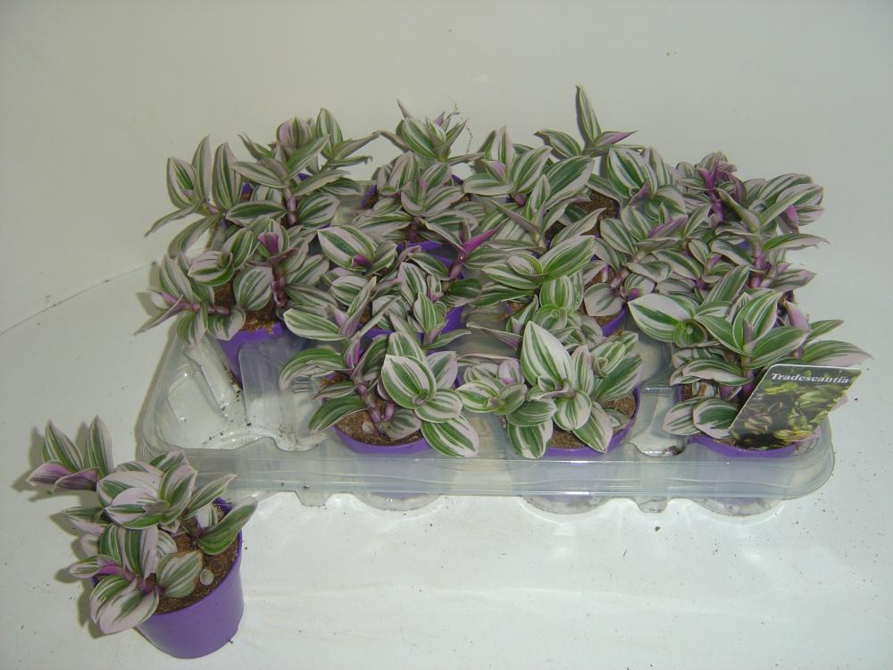 tradescantia