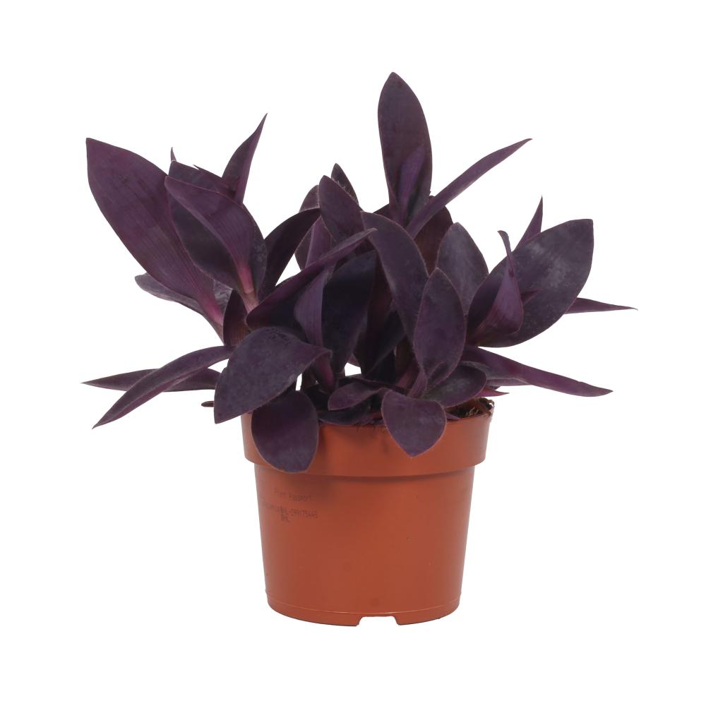 Tradescantia