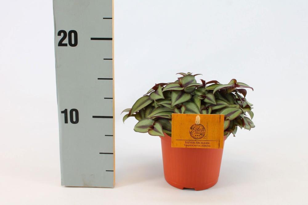 tradescantia