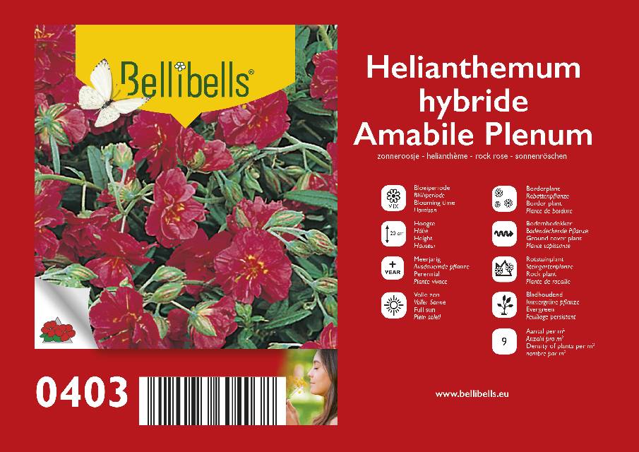 helianthemum