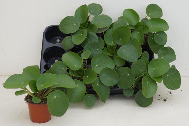 Pilea