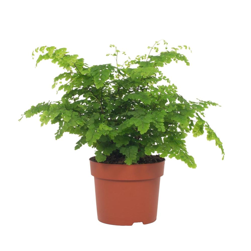 Adiantum