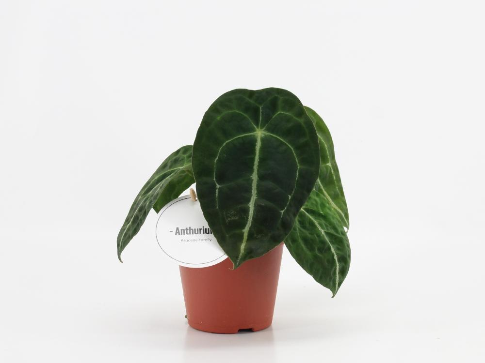 anthurium
