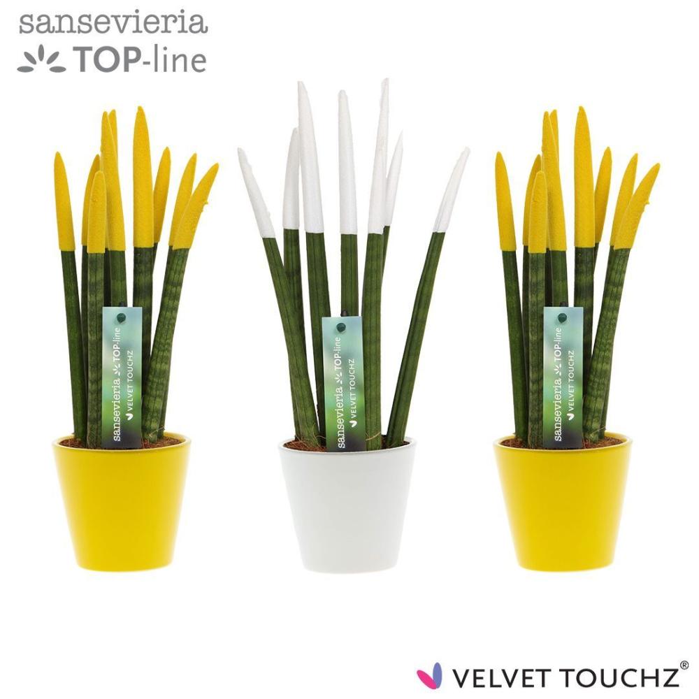Sansevieria