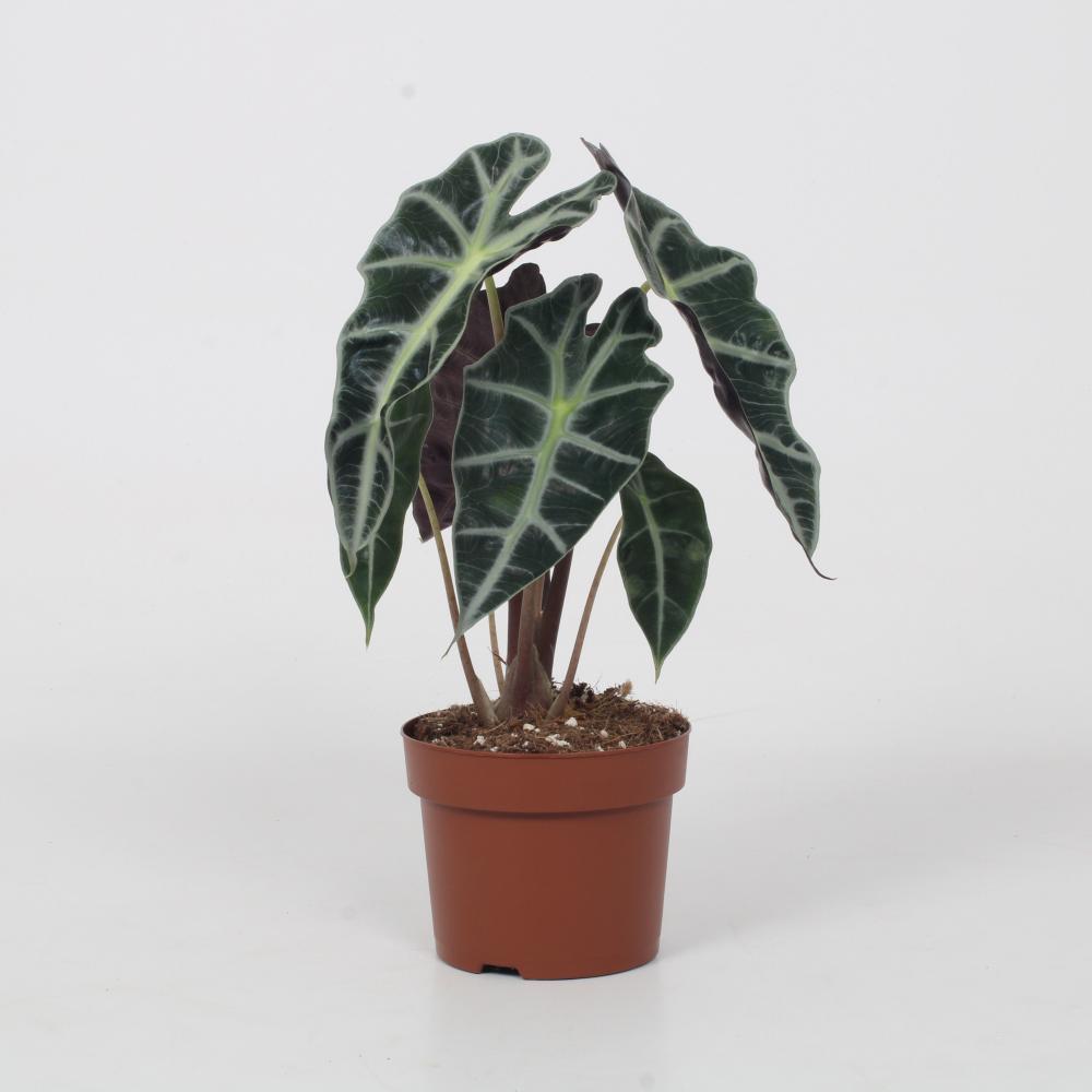 Alocasia