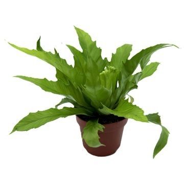 asplenium