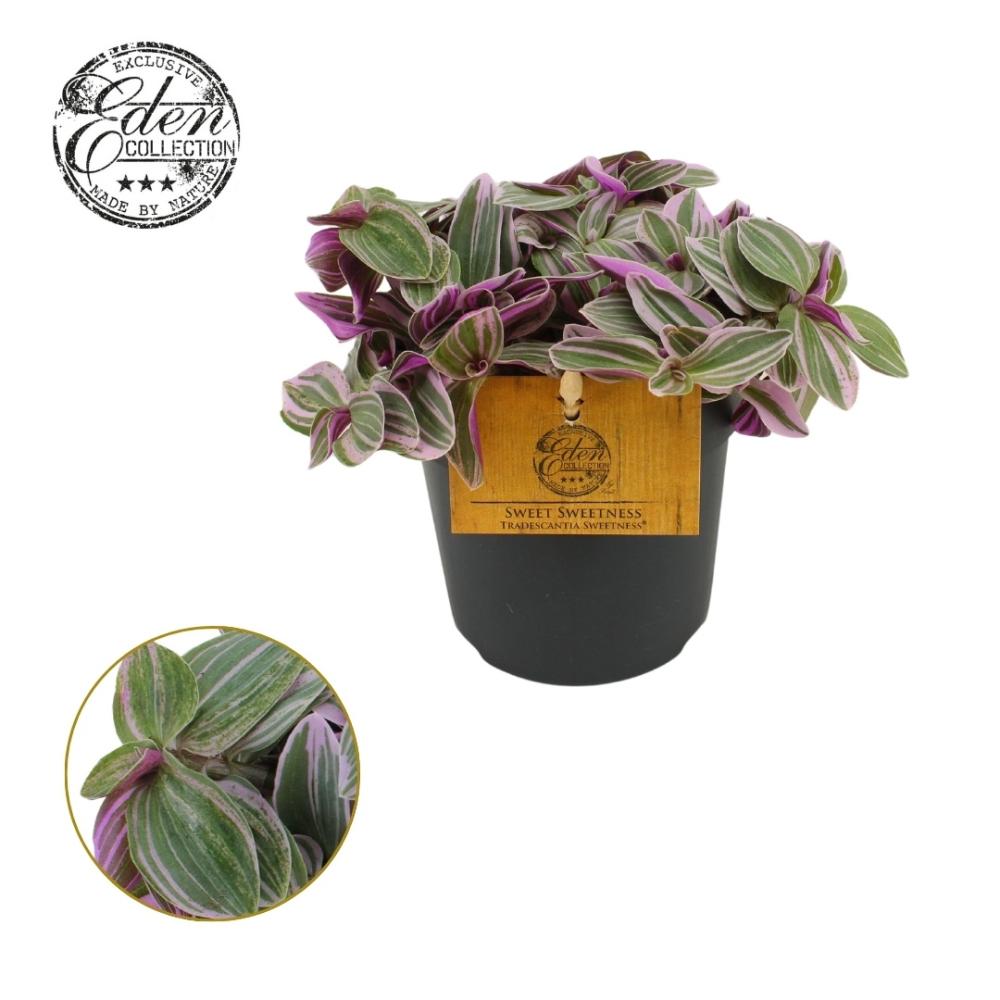 tradescantia