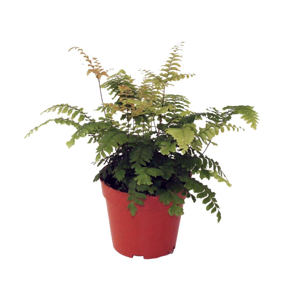 adiantum