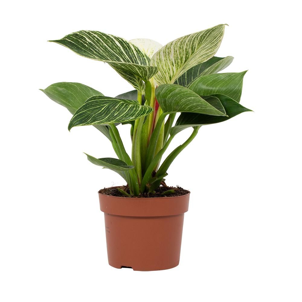 Philodendron