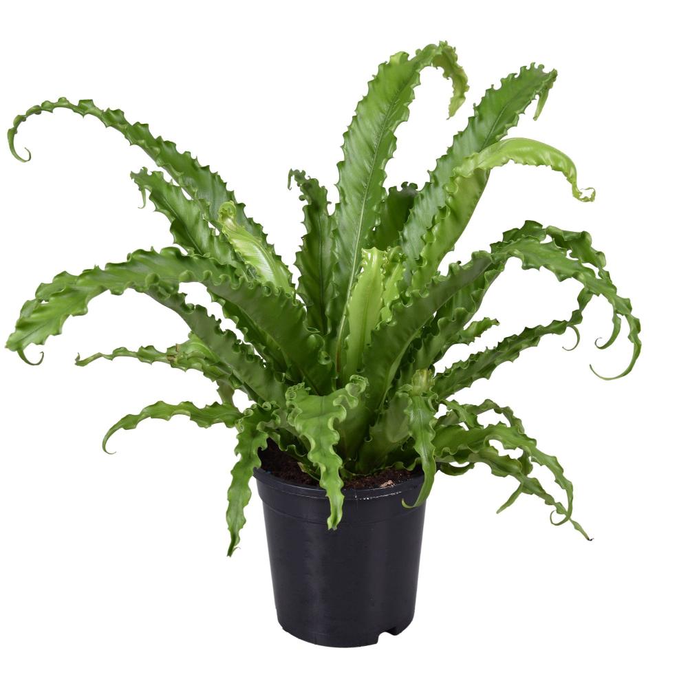 asplenium