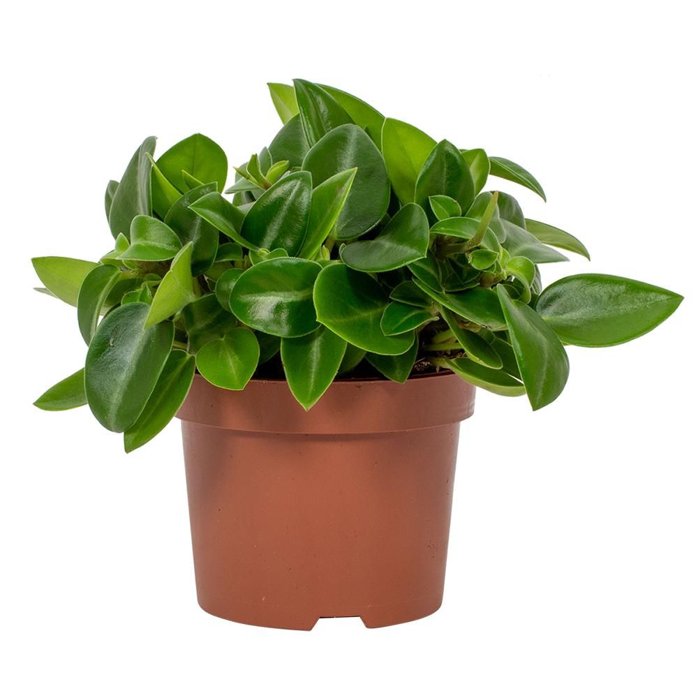 Peperomia