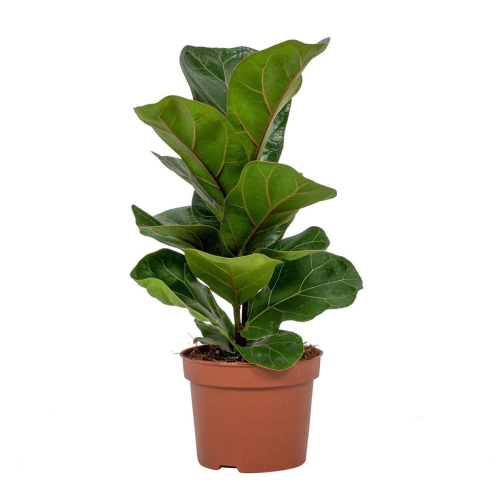 Ficus