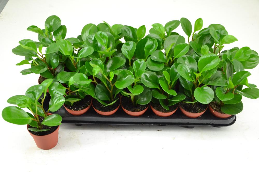 Peperomia