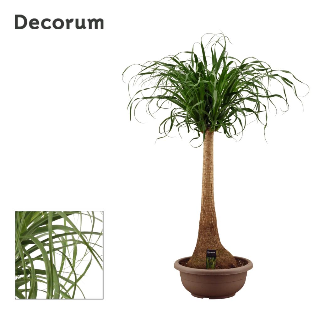 Beaucarnea