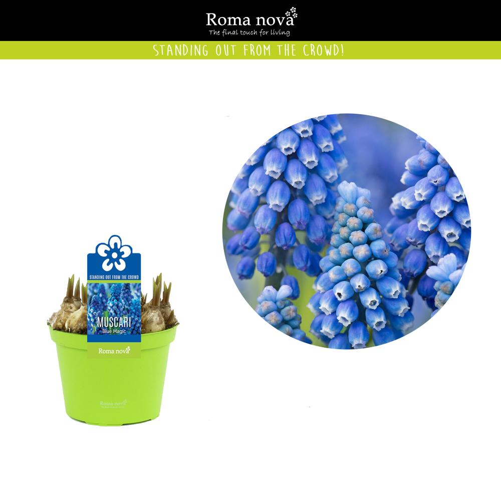 Muscari