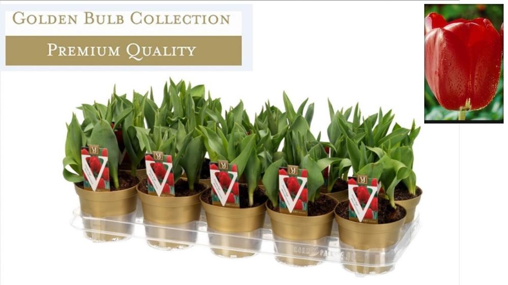Tulipa