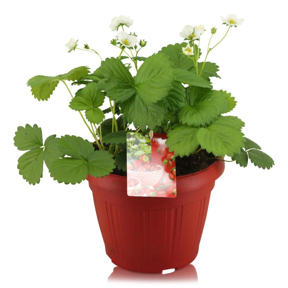 fragaria