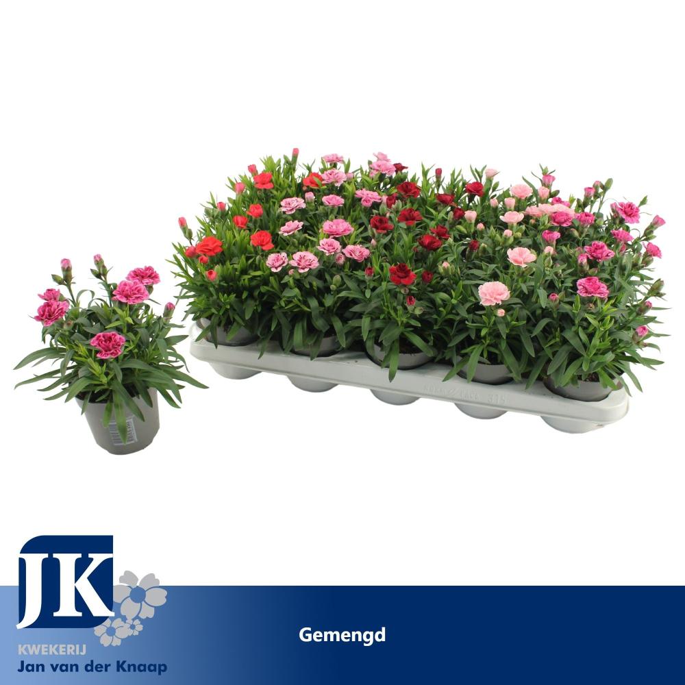 dianthus