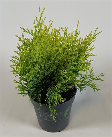 thuja