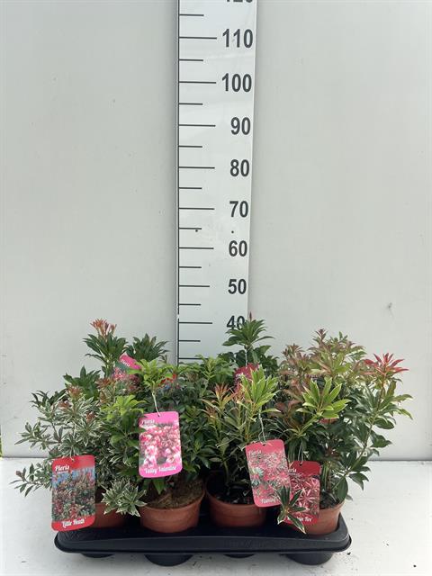 Pieris