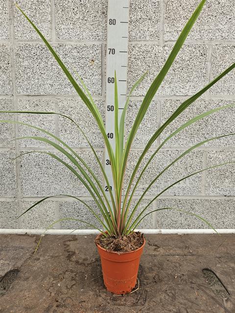 cordyline indivisa