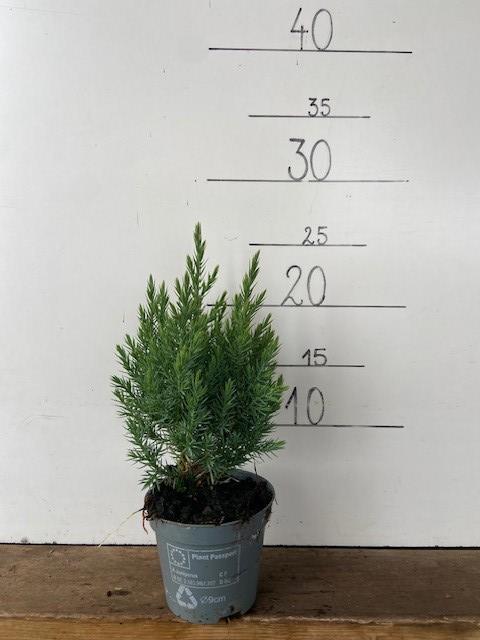 juniperus