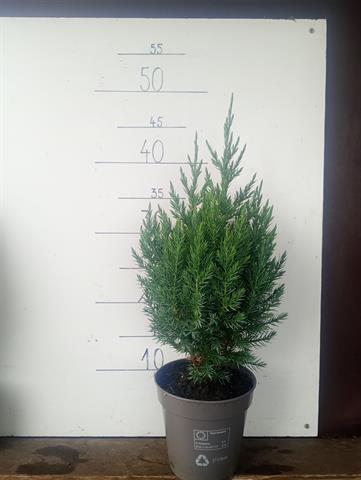Juniperus