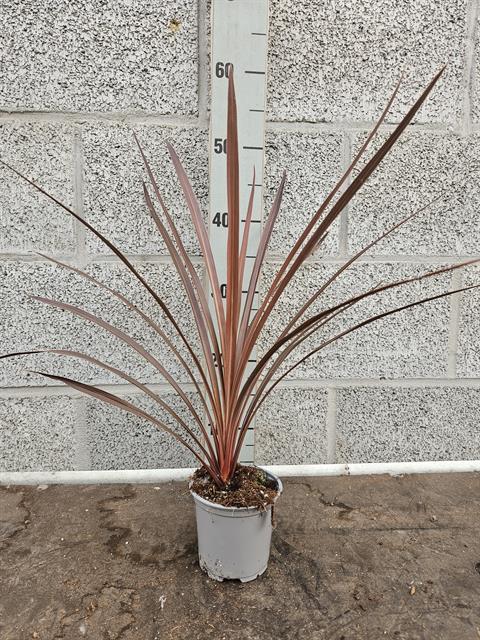 cordyline indivisa