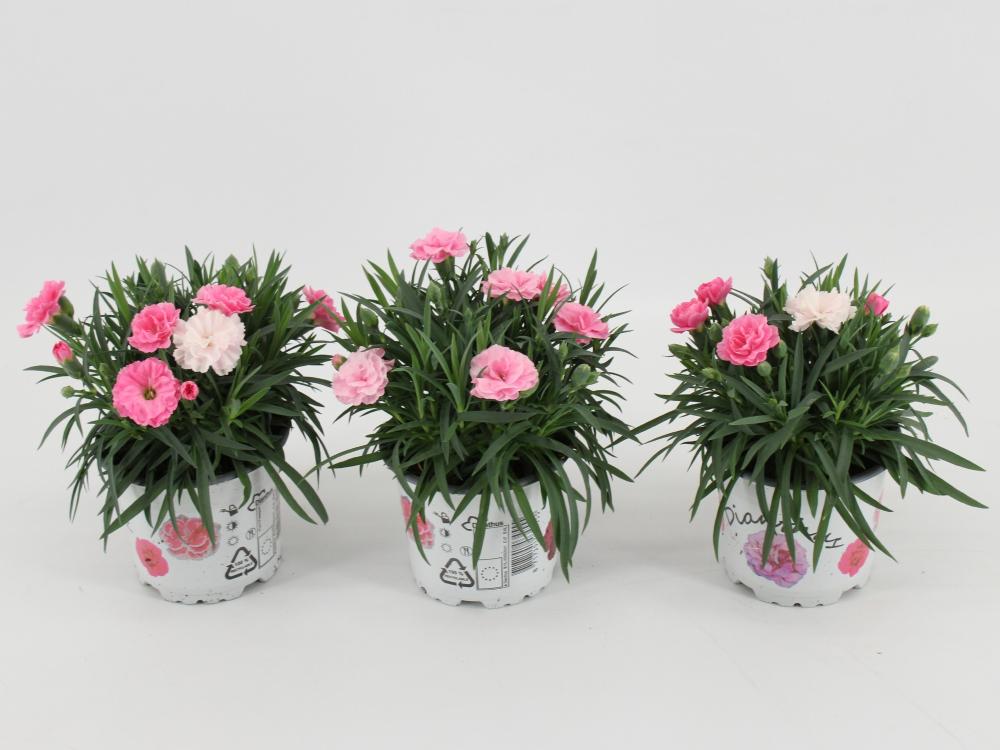 dianthus