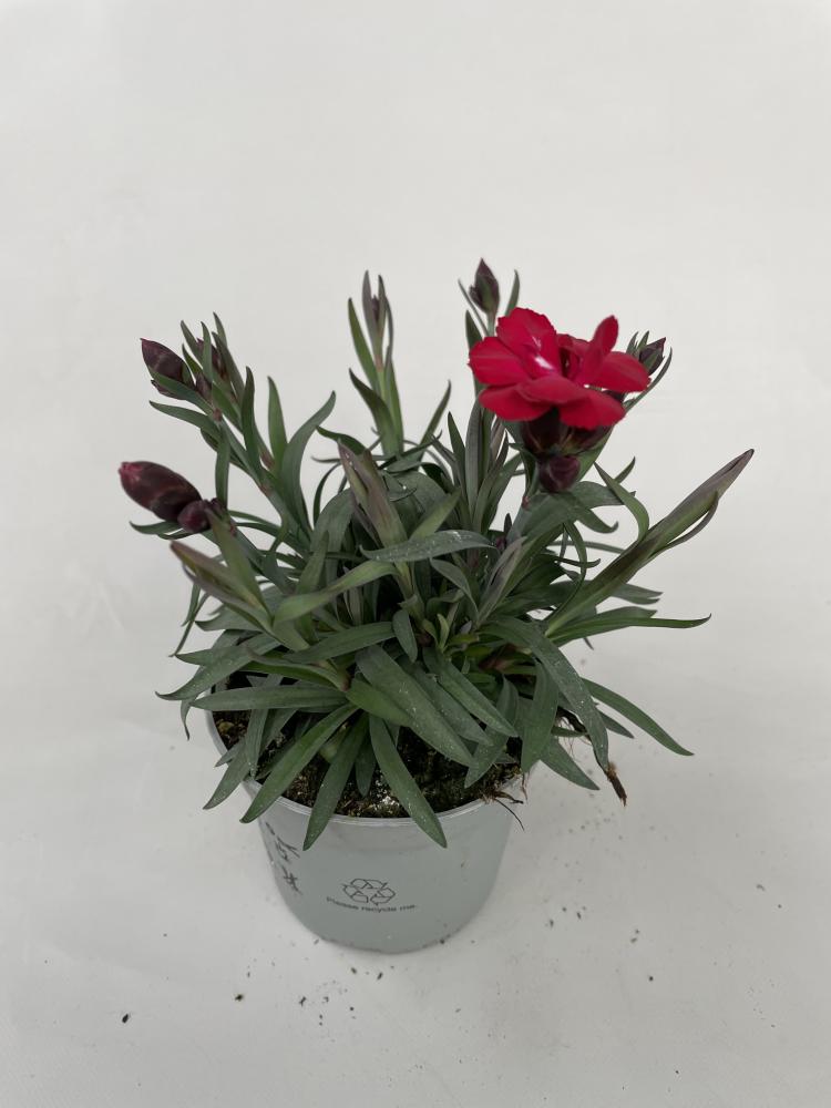 dianthus