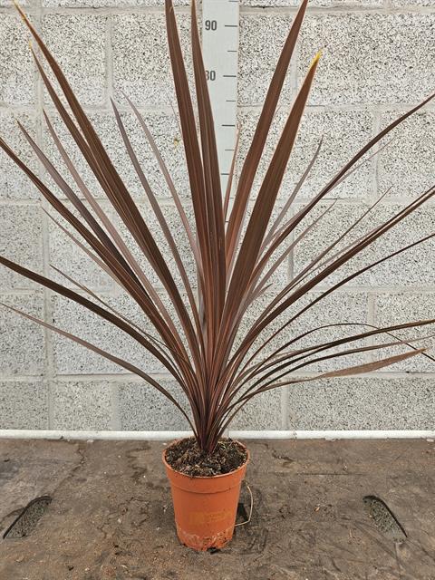 cordyline indivisa