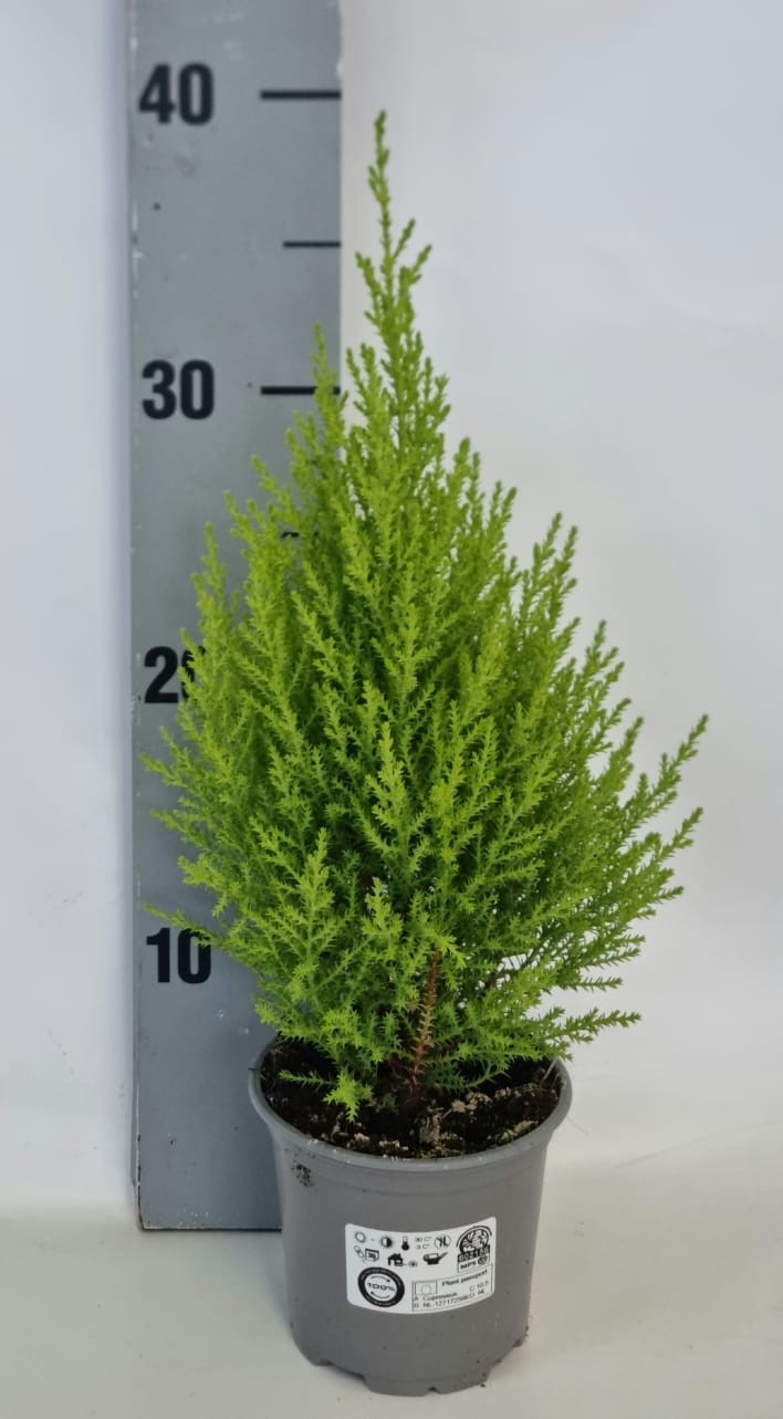 Cupressus