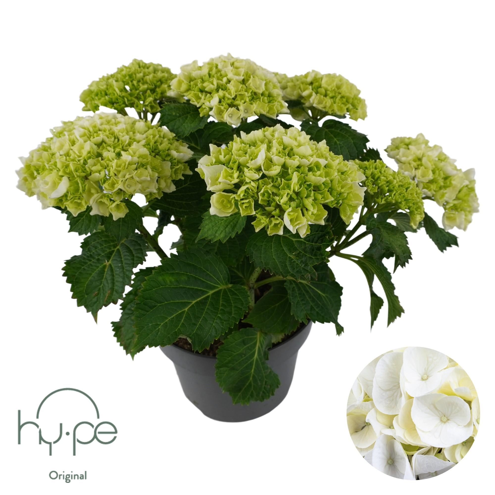 hydrangea