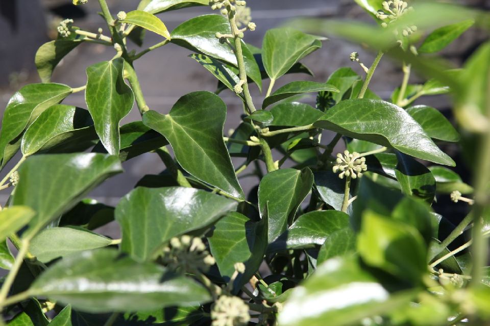 Hedera