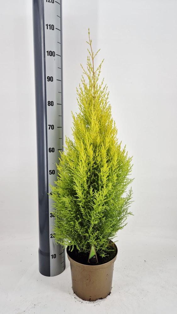 cupressus