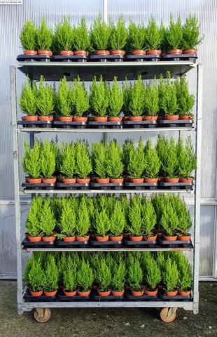 Cupressus