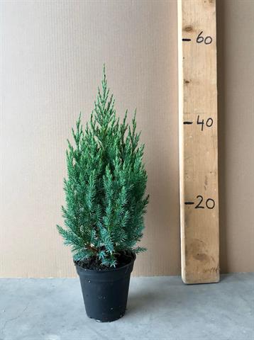 juniperus