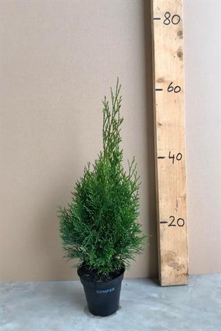 Thuja