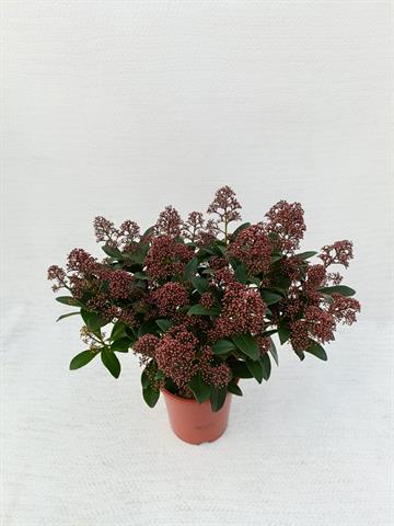 Skimmia