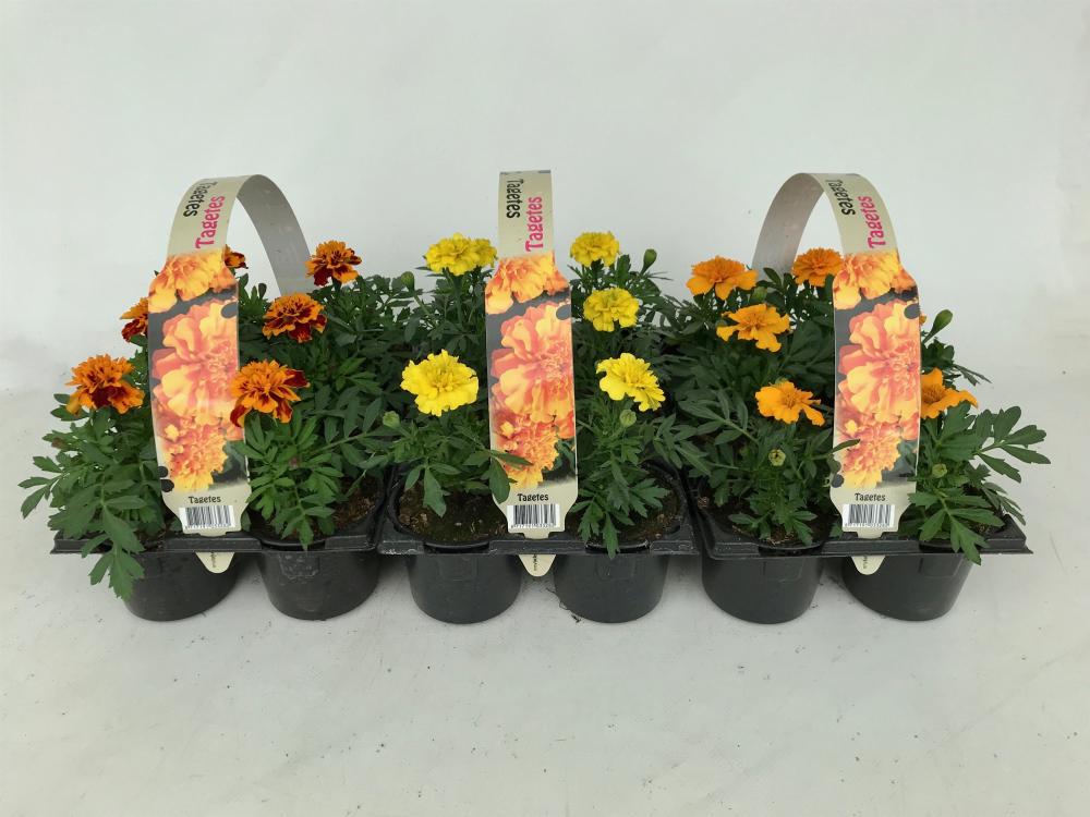 tagetes - oeillet d'inde