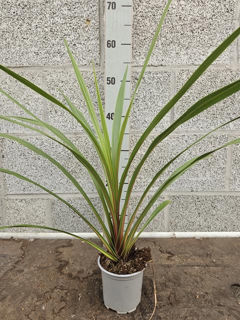cordyline indivisa