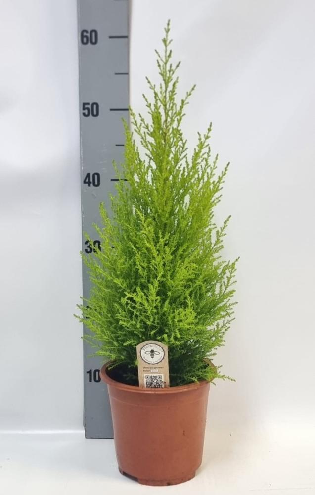 Cupressus